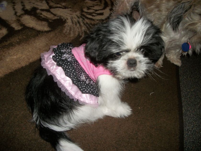 baby cleo, in her new dress!