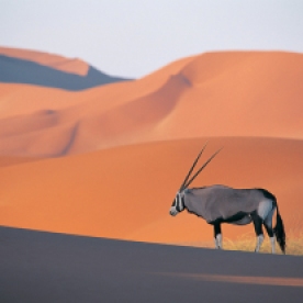 a lone oryx antelope.
